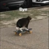 Meoww Pecc 19