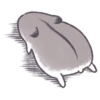 Hamster 19