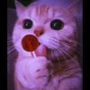 Meoww Pecc 21