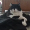 Katzen Pets 20