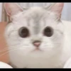Hitalo's Cats Pack 23
