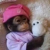 macaquinhos fofinhos 20
