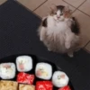 Funny Animals 2 24