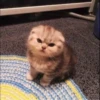 Meoww Pecc 23