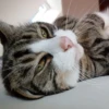 Katzen Pets 21