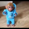 macaquinhos fofinhos 21