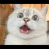 Hitalo's Cats Pack 24