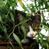 Katzen Pets 22
