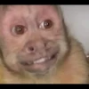 macaquinhos fofinhos 23