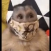macaquinhos fofinhos 24