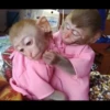 macaquinhos fofinhos 25