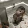 macaquinhos fofinhos 26