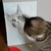 Katzen Pets 24