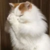 Funny Animals 2 26