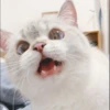 Hitalo's Cats Pack 25