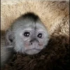macaquinhos fofinhos 27