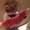 macaquinhos fofinhos 28