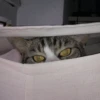 Katzen Pets 25