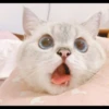 Hitalo's Cats Pack 26