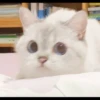 Hitalo's Cats Pack 28