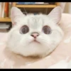 Hitalo's Cats Pack 29
