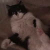 Katzen Pets 26