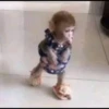 macaquinhos fofinhos 29