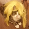 Katzen Pets 27