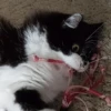 Katzen Pets 28