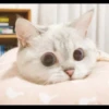 Hitalo's Cats Pack 30