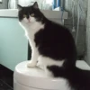 Katzen Pets 29