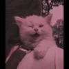Meoww Pecc 30