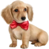 Dogs 5