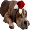Dogs 6