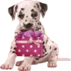 Dogs 7