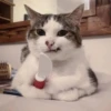 Mielky 6