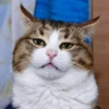 Mielky 8