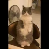 Mielky 9