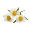 Flowers 5