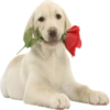 Dogs 8