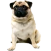 Dogs 9