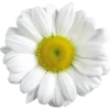 Flowers 6