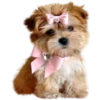 Dogs 10