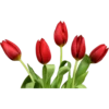 Flowers 7