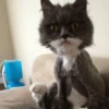 Sad cats 5