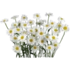 Flowers 8