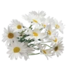 Flowers 9