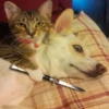 Sad cats 6
