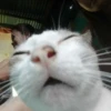 Sad cats 7