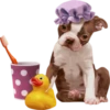 Dogs 11